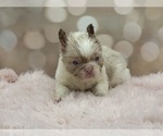 Small #16 French Bulldog