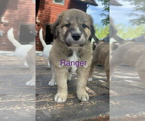 Great Pyrenees-Unknown Mix Dogs for adoption in Winter Park, CO, USA