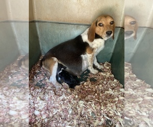 Mother of the Beagle puppies born on 10/13/2022