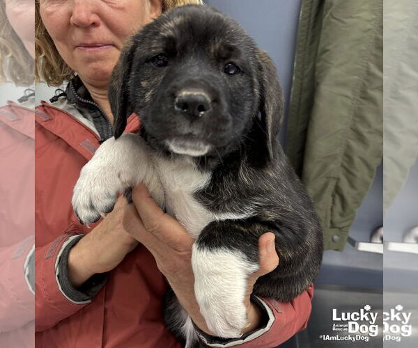 Medium Photo #2 Labrenees Puppy For Sale in Washington, DC, USA