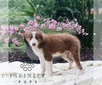 Small #2 Border Collie