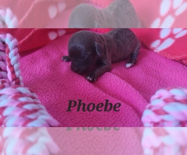 Medium Photo #2 Poodle (Toy) Puppy For Sale in TUCSON, AZ, USA