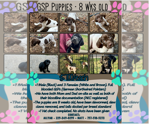 German Shorthaired Pointer Puppy for sale in CHESAPEAKE, VA, USA