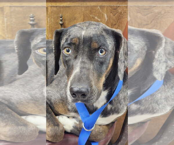 Medium Photo #4 Catahoula Leopard Dog-Unknown Mix Puppy For Sale in Coralville, IA, USA