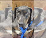 Small #3 Catahoula Leopard Dog Mix
