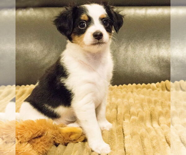 Medium Photo #2 Chiweenie Puppy For Sale in Batavia, OH, USA