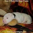 Small Photo #195 Dogo Argentino Puppy For Sale in JANE, MO, USA