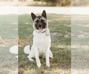 Akita Dogs for adoption in Pottstown, PA, USA