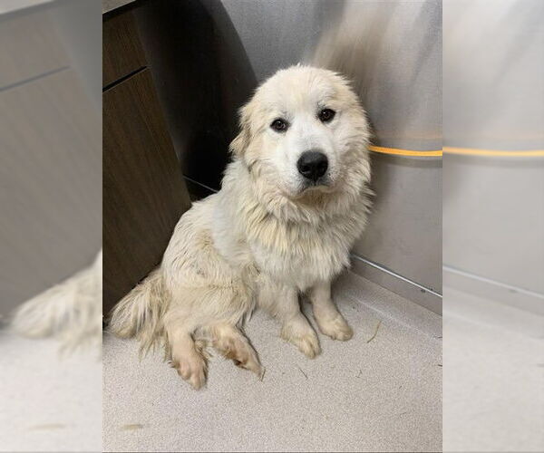Medium Photo #1 Great Pyrenees Puppy For Sale in Fairbanks, AK, USA