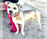 Small #2 American Staffordshire Terrier