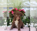 Small Photo #6 Australian Shepherd Puppy For Sale in ROCKY FACE, GA, USA