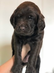 Labradoodle Puppy for sale in DAYTON, VA, USA