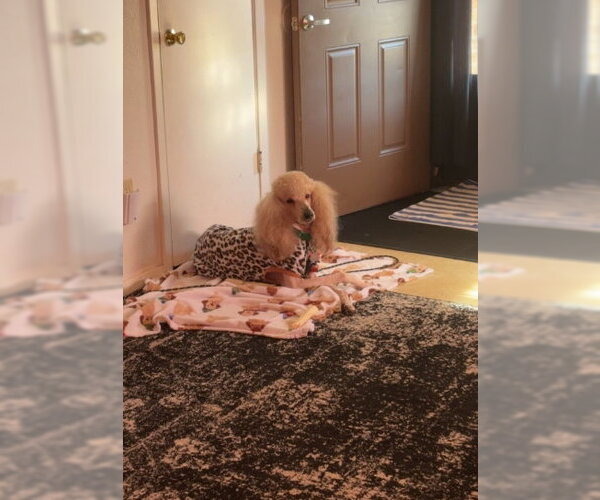 Medium Photo #4 Poodle (Standard)-Unknown Mix Puppy For Sale in Grafton, WI, USA