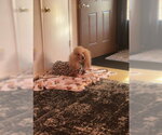 Small #3 Poodle (Standard) Mix