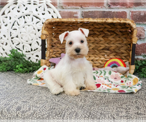 Schnauzer (Miniature) Puppy for sale in SYRACUSE, IN, USA
