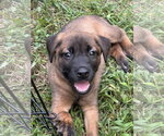 Small Black Mouth Cur-Labrador Retriever Mix
