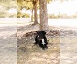 Small #7 Great Pyrenees Mix