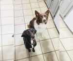Small Photo #2 Border Collie-German Shorthaired Pointer Mix Puppy For Sale in MIDLAND, TX, USA