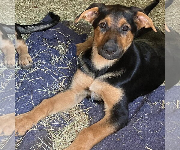 Medium Photo #1 Mutt Puppy For Sale in Boise, ID, USA