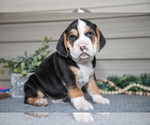 Puppy Avi Beabull