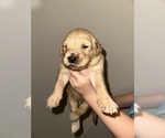 Puppy Light Blue Golden Retriever