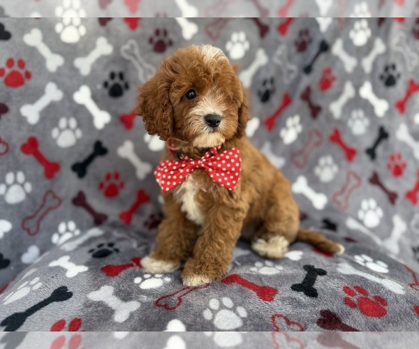 Medium Photo #3 Cavapoo (Miniature) Puppy For Sale in LAKELAND, FL, USA