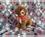 Small #2 Cavapoo (Miniature)