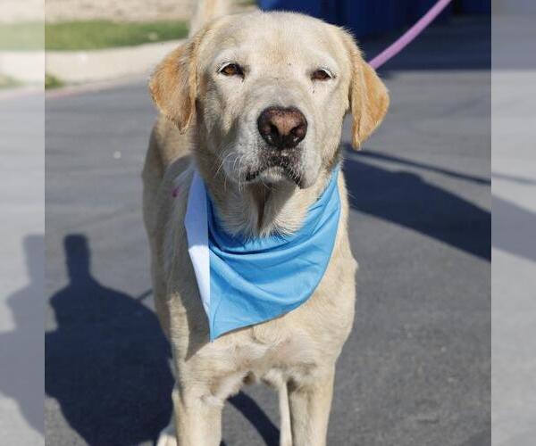 Medium Photo #1 Labrador Retriever Puppy For Sale in San Antonio, TX, USA