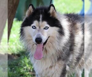 TOPAZIO - Male Alaskan Malamute Dog for Adoption - Photo #2