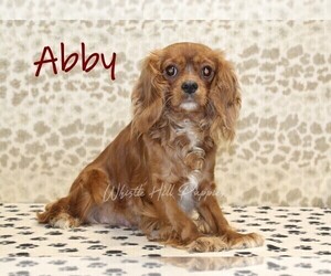 Mother of the Cavapoo (Miniature) puppies born on 06/23/2026