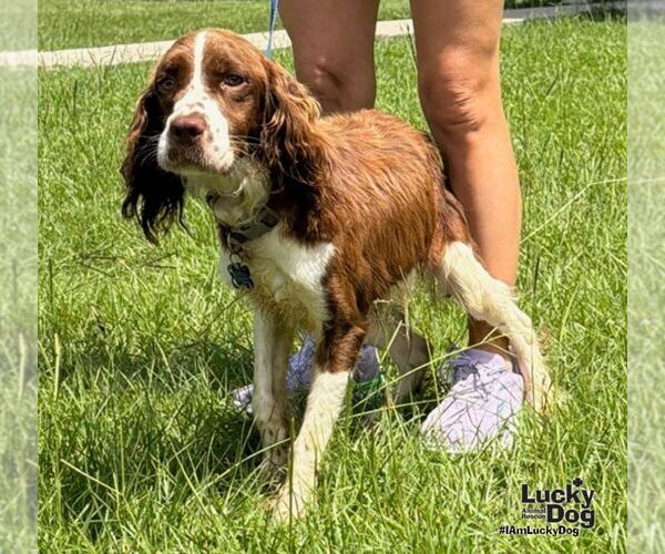 Medium Photo #4 English Springer Spaniel-Unknown Mix Puppy For Sale in Washington, DC, USA