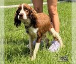 Small #3 English Springer Spaniel Mix