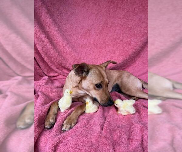 Medium Photo #15 Mutt Puppy For Sale in Croydon, NH, USA