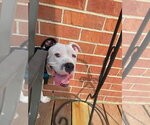 Small #1 American Pit Bull Terrier Mix