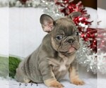 Small #2 French Bulldog