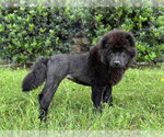 Small #1 Chow Chow