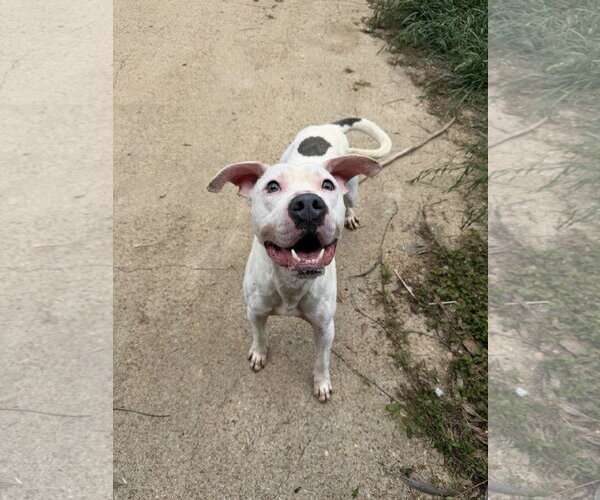 Medium Photo #4 Staffordshire Bull Terrier-Unknown Mix Puppy For Sale in Jackson, MS, USA