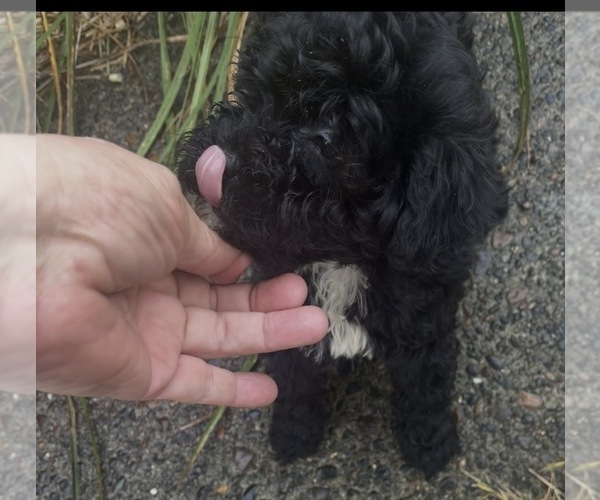 Medium Photo #1 Maltipoo (Toy) Puppy For Sale in VENETA, OR, USA