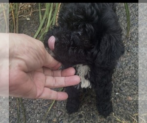 Maltipoo (Toy) Puppy for sale in VENETA, OR, USA