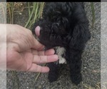 Small Maltipoo (Toy)