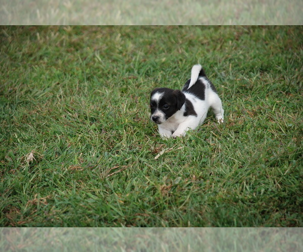 Medium Photo #4 Jack Russell Terrier Puppy For Sale in APPLE GROVE, WV, USA