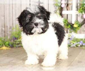 Havanese Puppy for sale in MOUNT VERNON, OH, USA