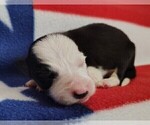Small Photo #52 Border Collie Puppy For Sale in NORBORNE, MO, USA