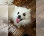 Small #5 Pomeranian