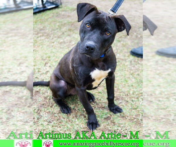Medium Photo #9 American Staffordshire Terrier-Labrador Retriever Mix Puppy For Sale in Pensacola, FL, USA