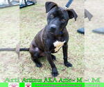 Small #8 American Staffordshire Terrier-Labrador Retriever Mix