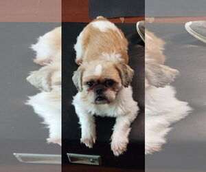 Shih Tzu Dogs for adoption in Oakdale, TN, USA