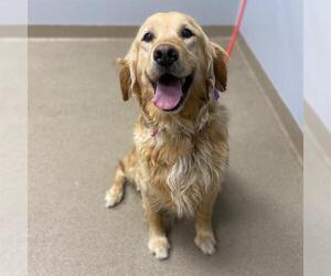 Golden Retriever Dogs for adoption in Aurora, CO, USA