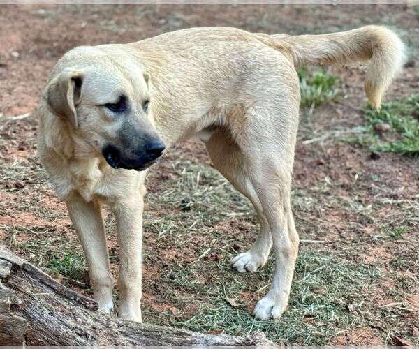 Medium Photo #5 Anatolian Shepherd-Great Pyrenees Mix Puppy For Sale in Higley, AZ, USA