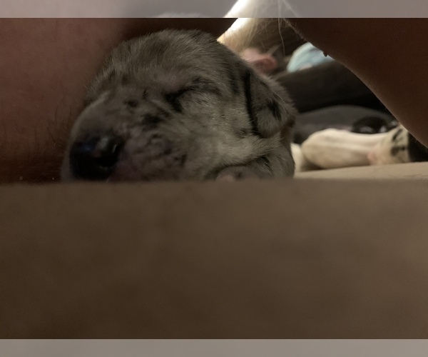 Medium Photo #11 Great Dane Puppy For Sale in MARICOPA, AZ, USA